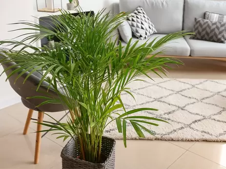 Deze luchtzuiverende planten verbeteren de luchtkwaliteit in huis!