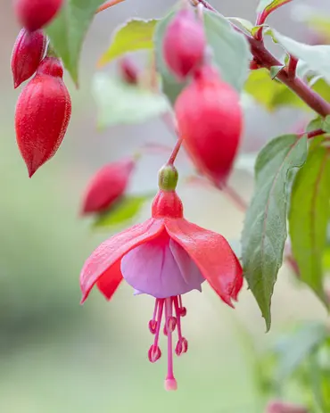 Dit zijn de mooiste eenjarige planten