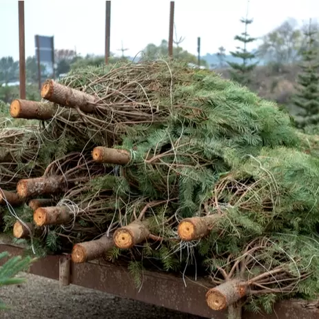 Een echte kerstboom verzorgen