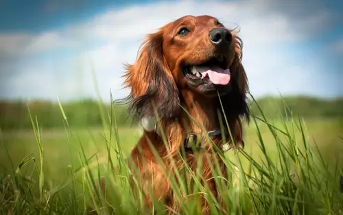 Een hondvriendelijke tuin, maak je zo!