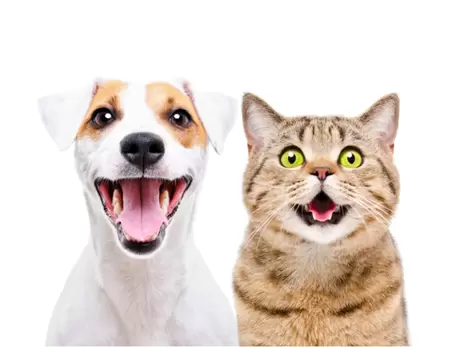 Een stralende lach bij je kat of hond