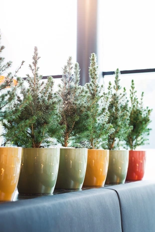 Groene trend: de kleine kerstboom