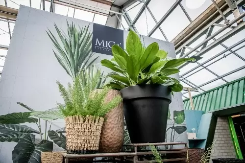 3 Grote kamerplanten die weinig licht nodig hebben