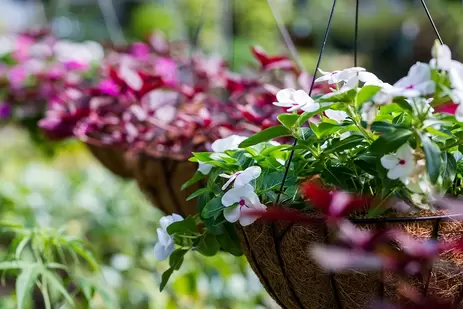 Hanging baskets en hangzakken