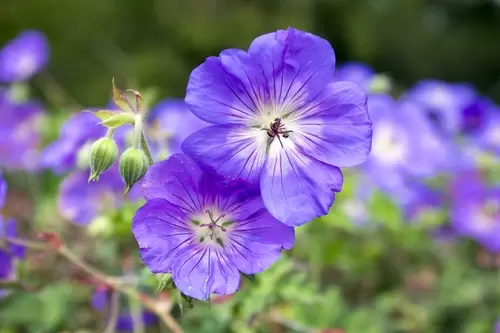 Herfstplanten voor in de tuin? Ontdek ze hier