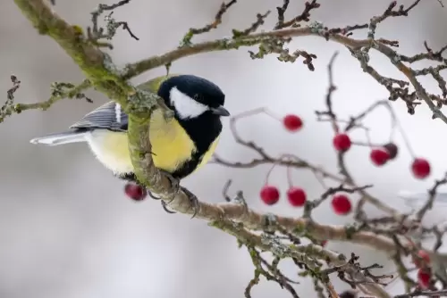 De vogels helpen in de winter? Dat doe je zó!