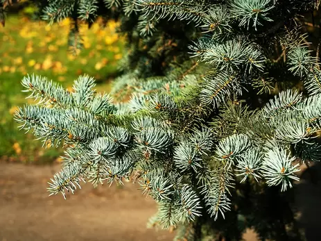 Hoe houd je een echte kerstboom zo lang mogelijk mooi?