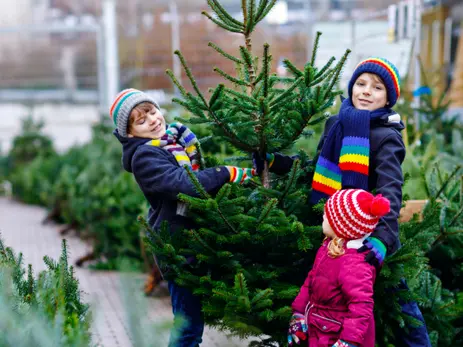 Hoe kies ik een echte kerstboom uit?