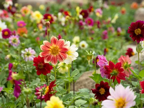 Hoe moet ik bloembollen planten?