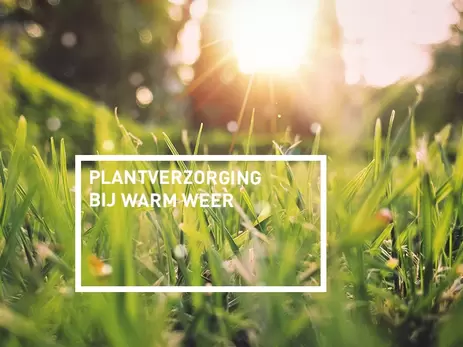 Hoe verzorg ik mijn planten met warme temperaturen?