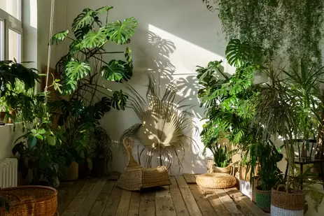 Hoe zit het met de 'huilende' monstera?