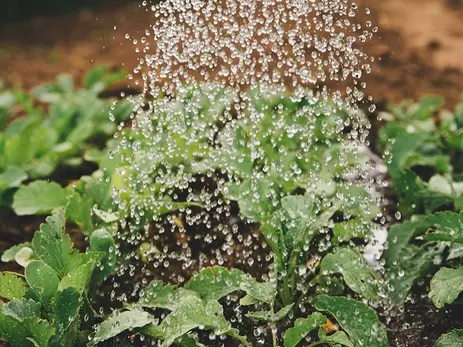 Hoeveel water heeft mijn plant nodig?