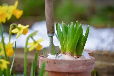 Huis- en tuintips voor januari