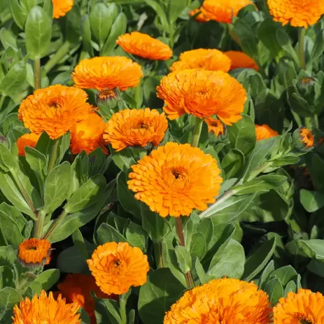 Hup Holland Hup! Kleur jouw huis en tuin oranje