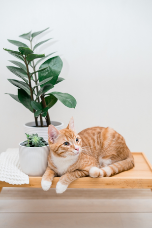 Kat in huis? Deze kamerplanten zijn perfecte huisgenoten!