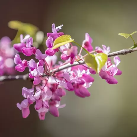 Lentetoppers: welke planten staan deze lente in bloei?
