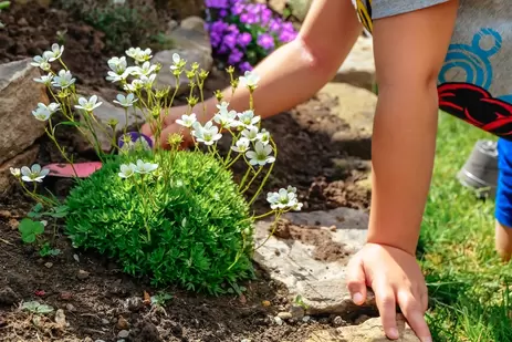 Maak een border met schaduwplanten