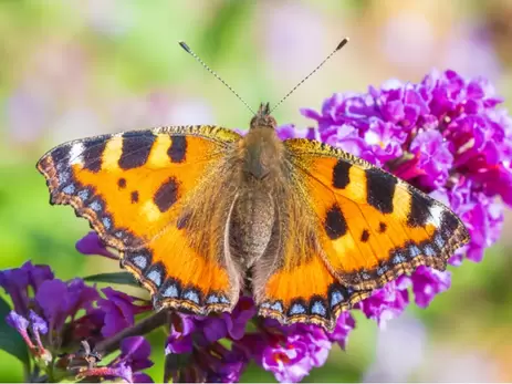 Maak van de tuin een vlinderparadijs