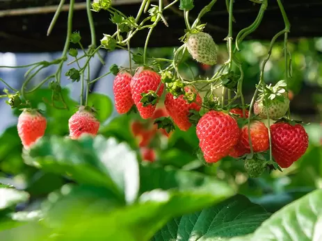 Moestuin werkzaamheden in augustus