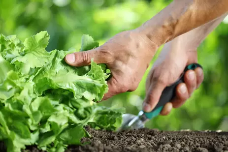 Moestuinieren in juli: wat kan je oogsten en zaaien?