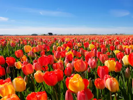 Nederland: het land van de tulpen
