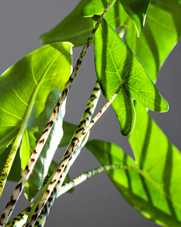 Ode aan de stoere Alocasia