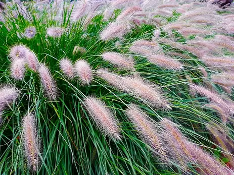 Onderhoudsvriendelijke tuinplanten: siergrassen