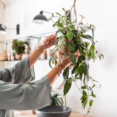 Ontdek de Kokodama trend: een tropisch thuis voor jouw kamerplant!