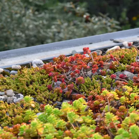 Op naar een duurzame tuin: groen dak