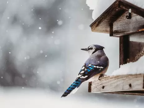 Op naar een duurzame tuin: help vogels de winter door!