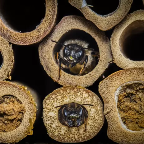 Op naar een duurzame tuin: hoe maak ik een bijenhotel?