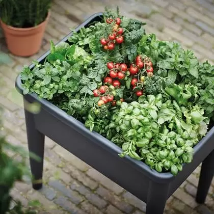 Op naar een duurzame tuin: start je eigen moestuin