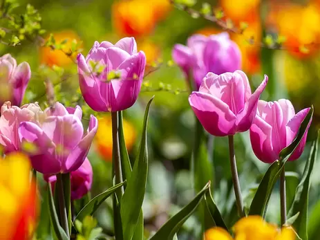 Plant nu je voorjaarsbloeiende bloembollen!