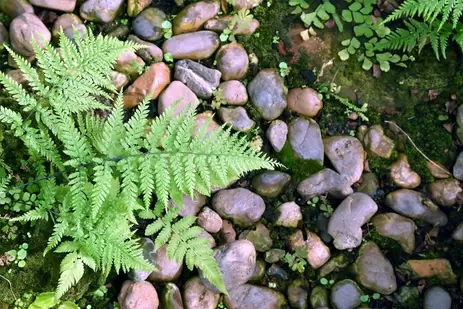 Planten voor natte plekken