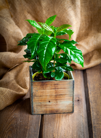 De koffieplant koop je bij tuincentrum Eurofleur!