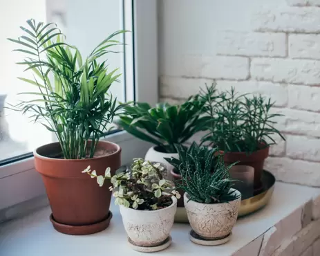 Rouwvliegjes op je plant: wat zijn het en hoe kom je ervan af?