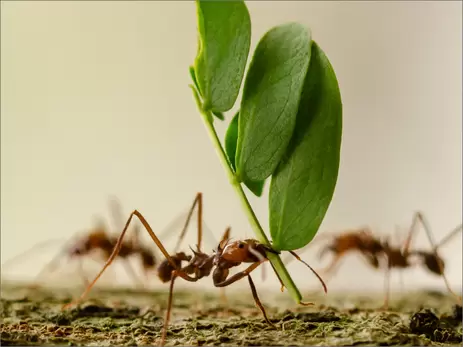 Tips tegen mieren in huis