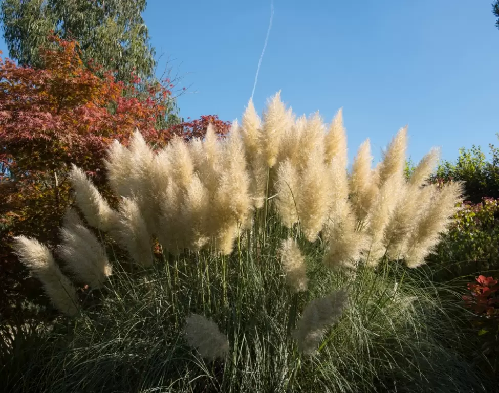 Met opzet Kansen veel plezier Top 5 wintergroene en winterharde tuinplanten