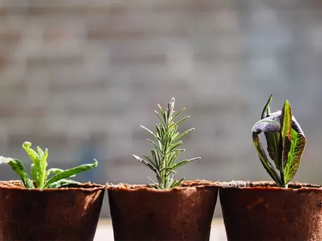 Verbouw je groentes in een moestuin binnenshuis!