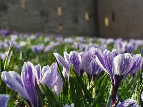 Versier jouw tuin met krokussen