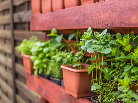 Verticaal tuinieren; dé oplossing voor jouw tuin