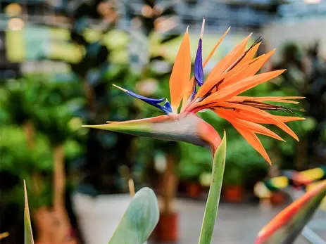 Verzorging van de Strelitzia