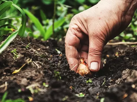 Voorjaarsbollen planten in het najaar