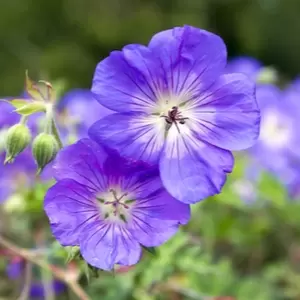 Welke planten in het najaar planten?