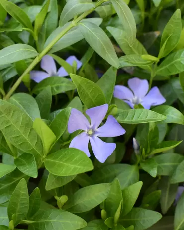 Welke vaste planten plant ik in mijn border?