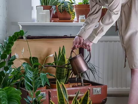 Zo geef je jouw kamerplanten water