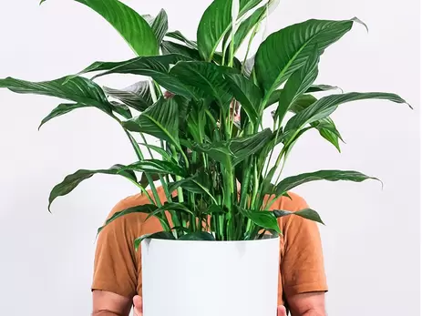 Zuiver je lucht met luchtzuiverende planten!