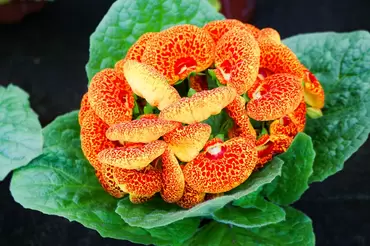 Tuincentrum Eurofleur | Sfeerimpressie