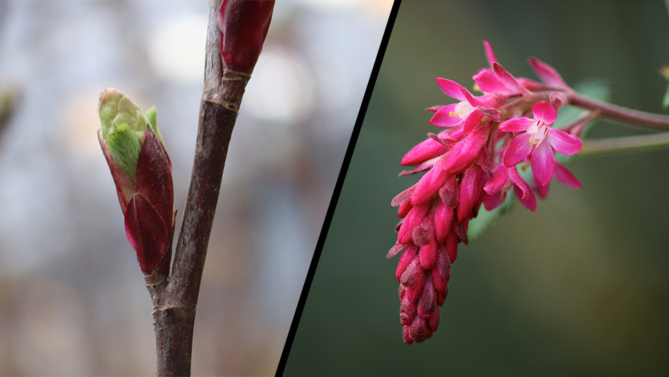 Ribes sanguineum