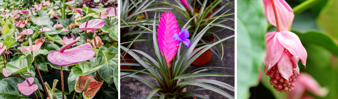 Roze kamerplanten kopen | Tuincentrum Eurofleur